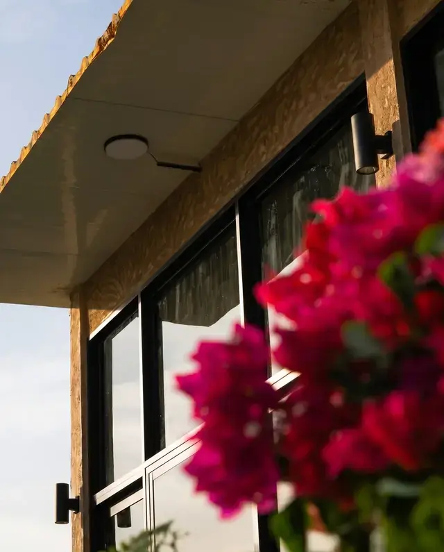 Bougainvillea by the suites