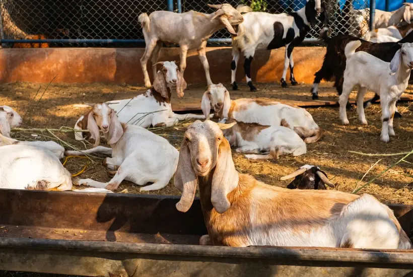 Farm goats