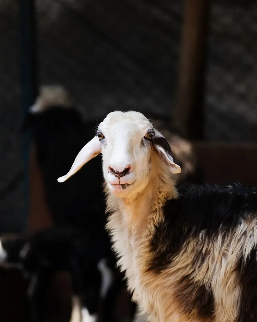 Farm goat