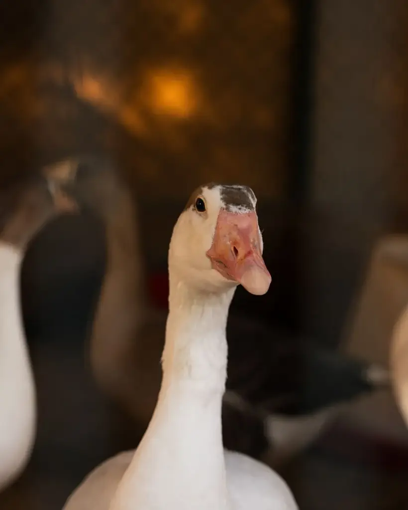Farm goose