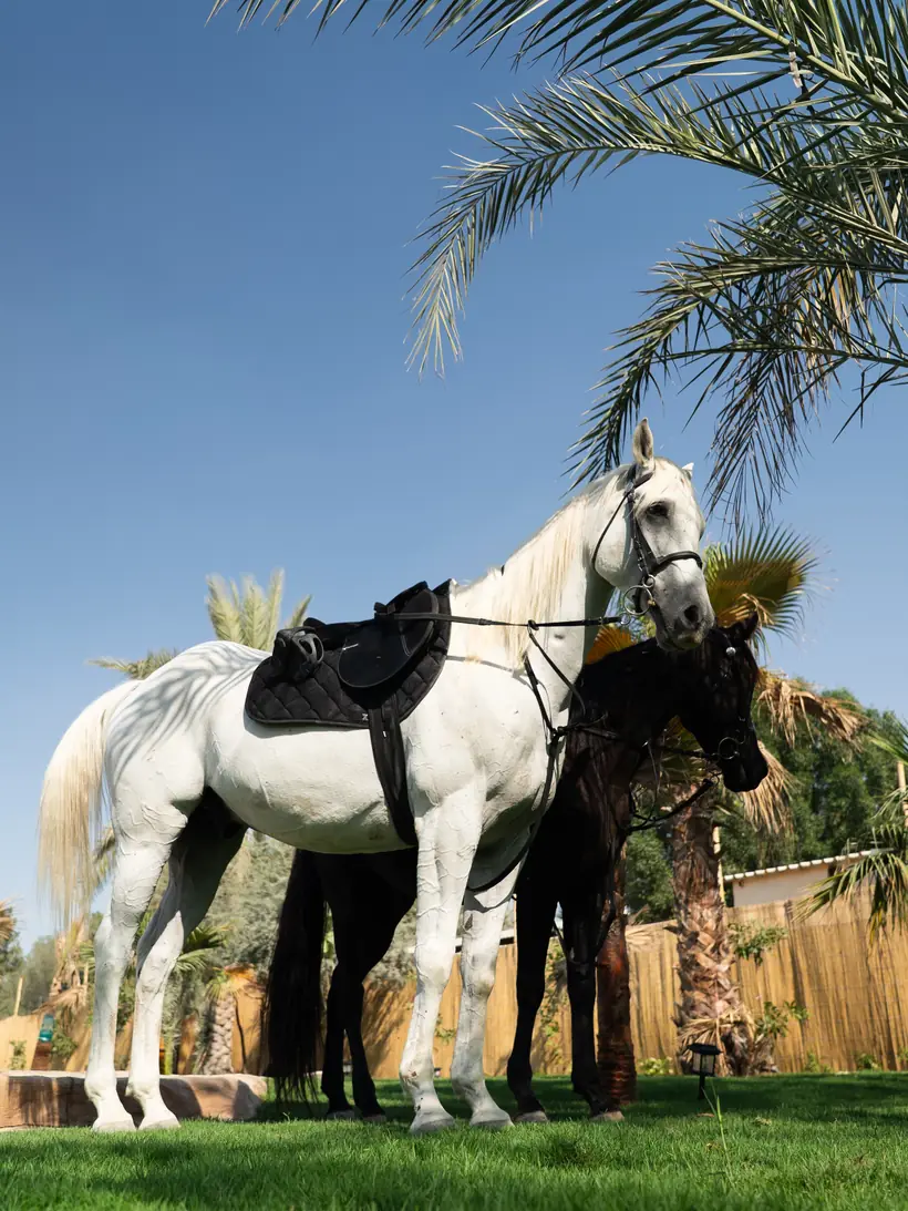 Horses under the palms near Al Ali Island