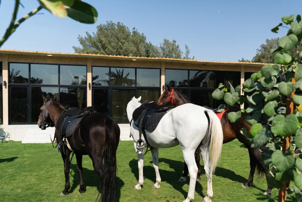 al-ali-island-with-horse