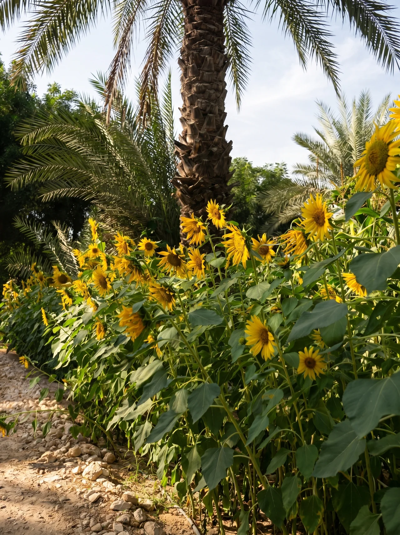 sunflowers-at-green-land-farm-house